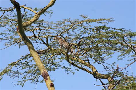 6 Days Ngorongoro Crater Serengeti And Lake Manyara Safari