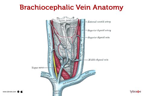 Brachiocephalic Vein Human Anatomy Image Functions Diseases And Treatments