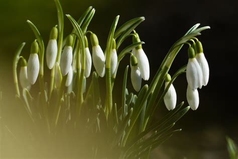 Wallpaper Snowdrops Sn Droppar Flowers Blommor Macro Bokeh