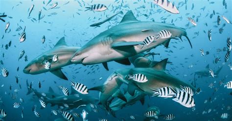 Los Tiburones M S Grandes Del Mundo Mundoentrepatas