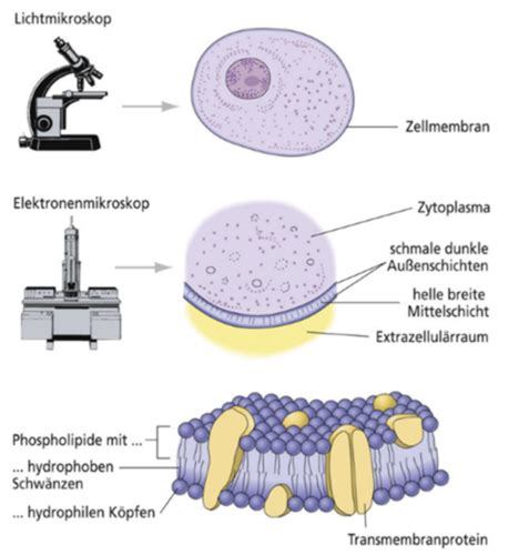 Zellphysiologie Zellmembran Und Zellorganellen Karteikarten Quizlet