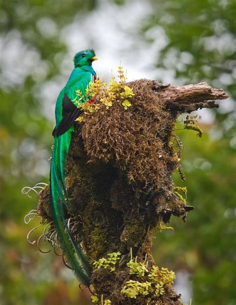 Resplendent Quetzal Photo By Bill Holsten Colorful Birds Beautiful