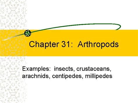 Chapter 31 Arthropods Examples insects crustaceans arachnids centipedes