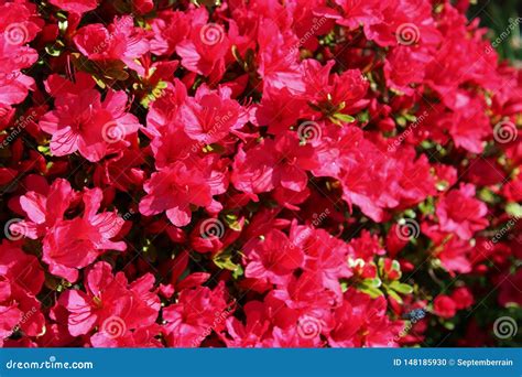 Flores Rojas Brillantes Hermosas De La Azalea En La Plena Floraci N