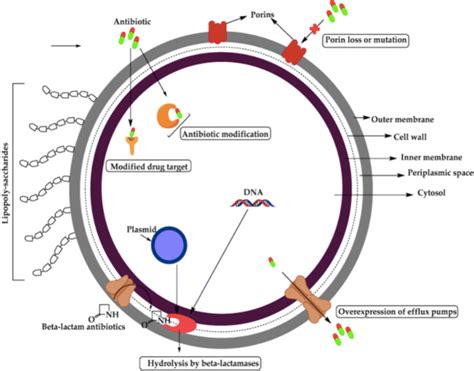 Suggested Mechanism For Antibiotic Resistance In Gram Negative Bacteria