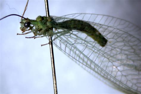 Neuroptera – UNBC BIOL 322, Entomology