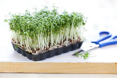 Sorten Sprossen Samen Microgreens Keimsprossen Mix Mikrogr N Vegan