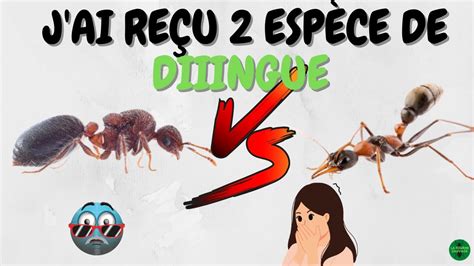 Le Match Impossible 😱 Deux EspÈces De Fourmi Incroyables Youtube