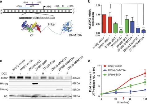 Stable Downregulation Of The Sox2 Expression By Zf598 Dnmt3a A