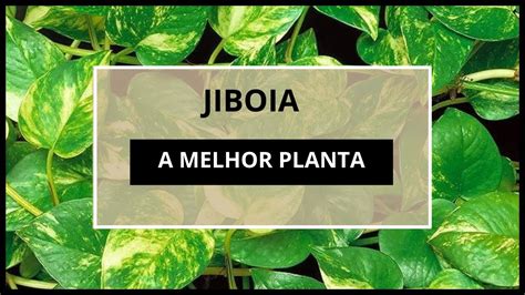 COMO FAZER MUDA DA PLANTA JIBOIA METODO SIMPLES E FACIL YouTube