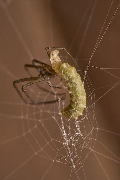 Aranha Leucauge Parasitada Por Uma Vespa Em Seu Abd Men A Larva Foto