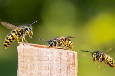 Home Remedies For Wasp Stings As Invasion Buzzes Into Uk Gardens