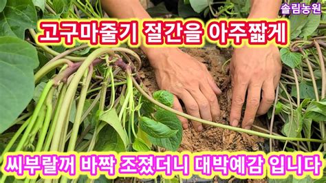 고구마줄기를 바짝 조졌더니 대박예감 입니다 고구마줄기 억제방법인산가리황산가리살림꾼 고구마재배방법 고구마농사 Youtube