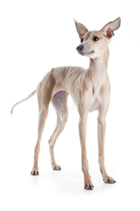 Galgo Italiano Do Puro Sangue Do Filhote De Cachorro Imagem De Stock