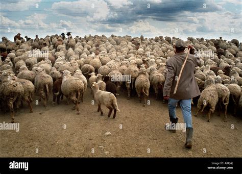 Man Leading Flock Of Sheep Hi Res Stock Photography And Images Alamy