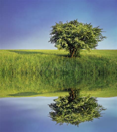 Oak Tree Reflection Stock Image Image Of Oaks Grass 6363227