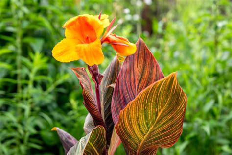 Grow Tropicanna Canna For Tropical Colorful Leaves