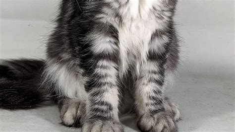 Your Maine Coon Guide