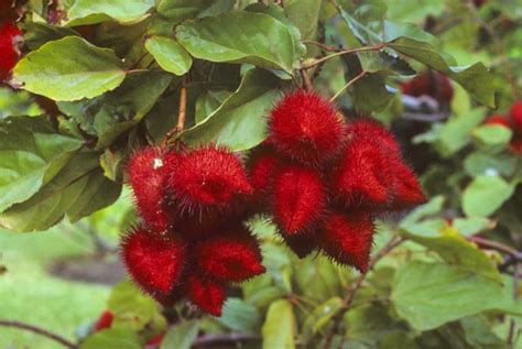 Lipstick Tree Bixa Orellana Annatto Bush Cosmacon