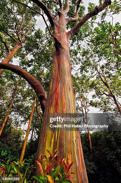 221 Rainbow Eucalyptus Tree Stock Photos, High-Res Pictures, and Images ...