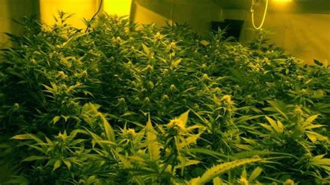 La Guardia Civil Detiene A Dos Personas Por Cultivar Marihuana En Dos