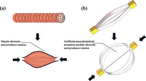 Structure Of A Bio Inspired Actuation Module A Contraction Of A