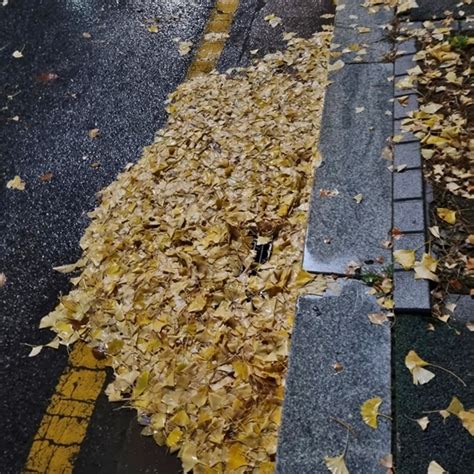 낙엽이 배수로 막아밤 사이 집중호우로 수도권 곳곳 침수