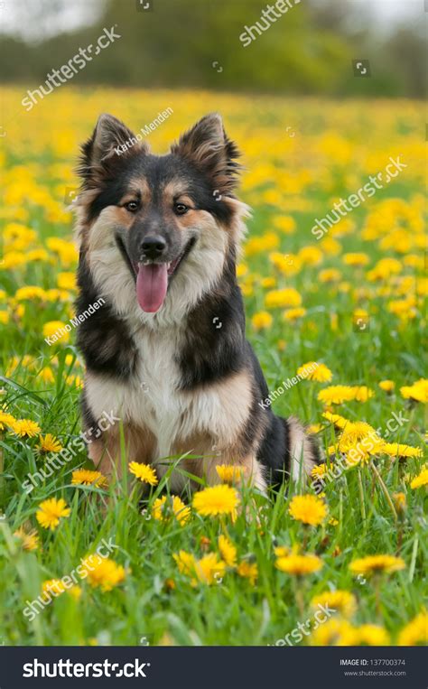 Icelandic Sheepdog A Long Hair Black Tricolor Female Sitting In A