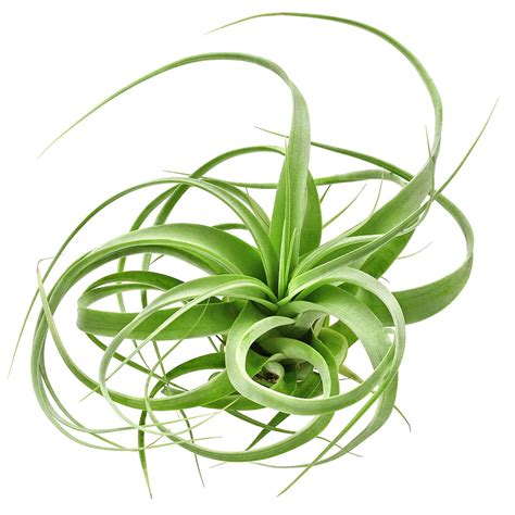 Tillandsia Firestorm Single Plant M Aquasabi Aquascaping Shop