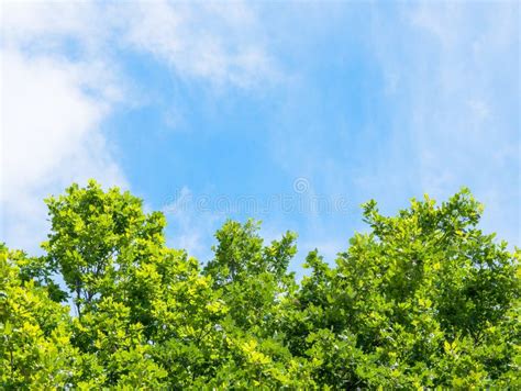 Spring or Summer Nature Background with Green Trees Leaves on Blue Sky ...