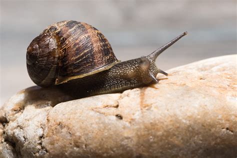 8 Surprising Snail Facts You Should Know Birds And Blooms