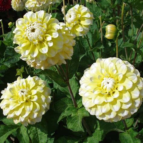 Dahlia Grammas Lemon Piedahlia Moyen à Fleurs En Forme De Pompon Livré