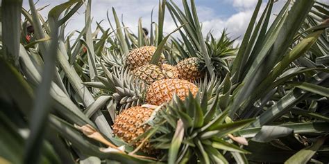 genomanalyse die geschichte der ananas ist komplexer als gedacht