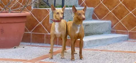 Andalusian Podenco - Pet Your Dog