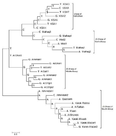 Molecular Phylogenetic Analysis By The Maximum Likelihood Method With