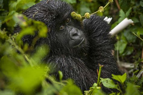 Endangered Mountain Gorillas of Virunga National Park