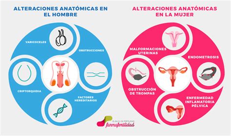 Alteraciones De La Anatomía Que Afectan A La Fertilidad Farma Fertilidad