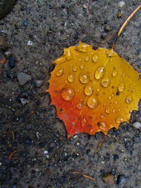 Hoja Lluvia Mojado Foto Gratis En Pixabay Pixabay