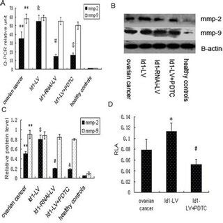 Id Regulates The Expression Of Mmp Via Nf B In Epcs A Mmp And