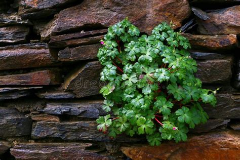 Planta Que Crece A Trav S De La Pared De Piedra Imagen De Archivo