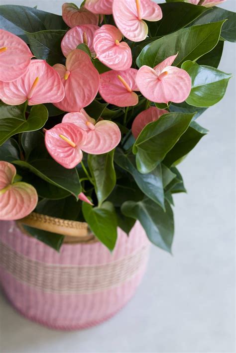 Anthurium (Pink)- Plant - Nestreeo.com