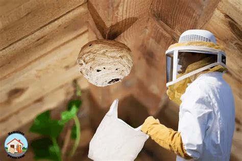 How To Get Rid Of Wasp Nest Attics Roof Eaves And Tiles Homeless Pests