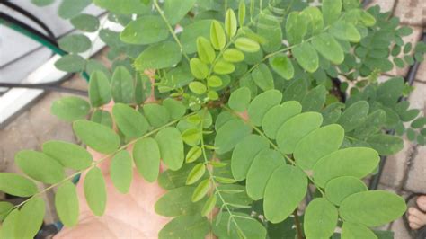 One Black Locust Tree Seedling 3 Years Old Robinia Pseudoacacia