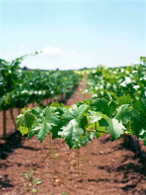 Types of Muscadine Grapes