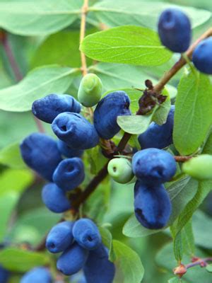 Honeyberry Grow Guide