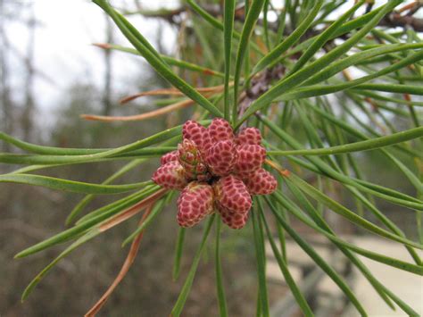 Virginia Pine Casey Trees