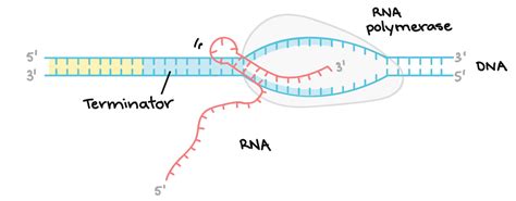 Mrna Transcription Diagram