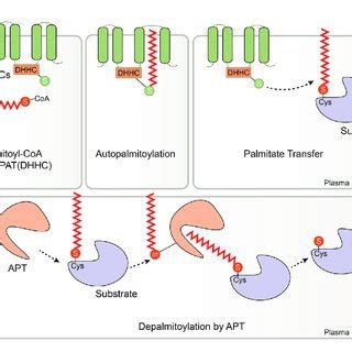 The Role Of Palmitoylation In The Tnfa Tnfr Signaling Pathway Tumor