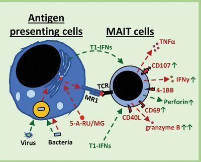 Type I Interferon Co Stimulation Of MAIT Cell Function Immunopaedia