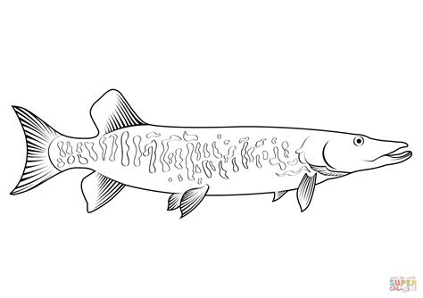 Tiger Muskellunge Coloring Page Free Printable Coloring Pages